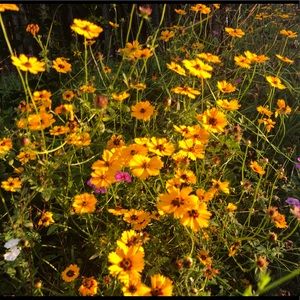 Meet your Posher, Caprie